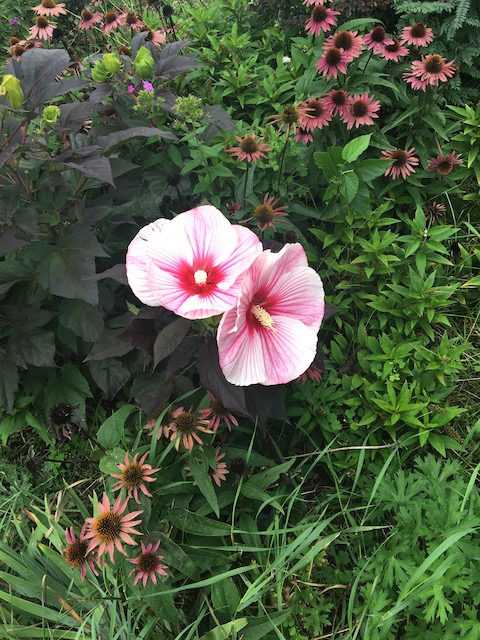 A large pink flower with two heads