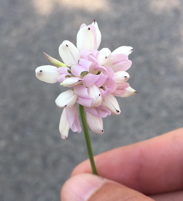 a photo of a tiny flower with pink and white petals