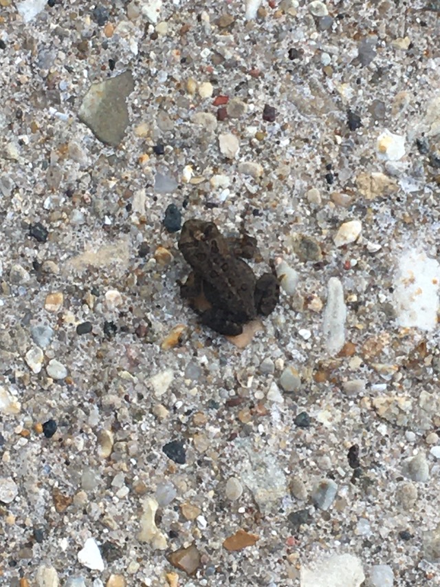 A photo of a tiny baby toad on a sidewalk