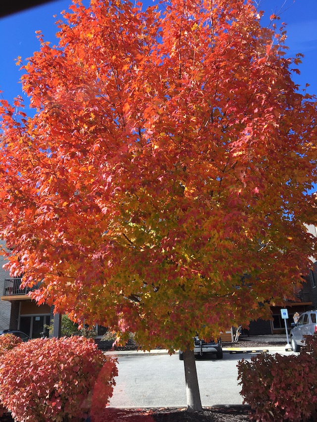 A photo of a tree with mostly red leaves